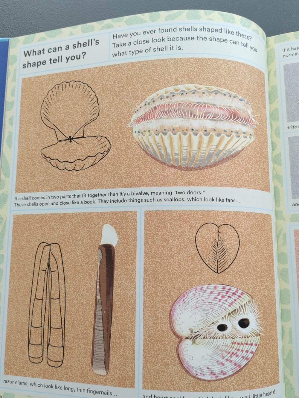 What a Shell Can Tell - Picture 5 of 16
